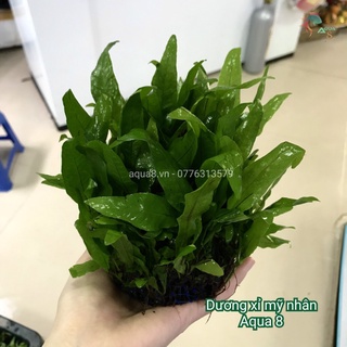 Cây thủy sinh dương xỉ Mỹ Nhân dòng cây dễ trồng