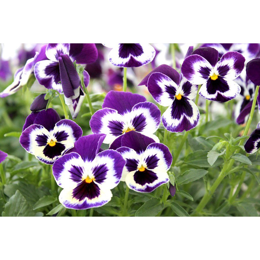 Hạt giống hoa Pansy nữ hoàng các loài hoa - tặng gói hajt ngẫu nhiên