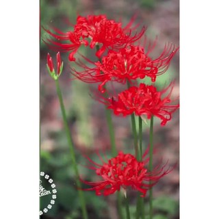 Củ giống hoa bỉ ngạn hoa màu đỏ - 1 củ