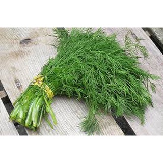 Hạt giống rau thì là 5 gram