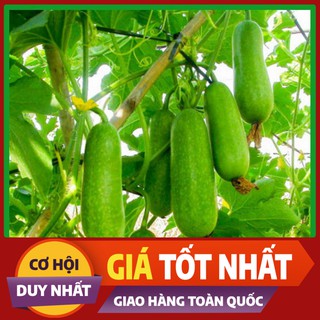 Hạt giống Bí Đao