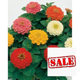 Gói 40 Hạt giống hoa cúc bảy màu SALE