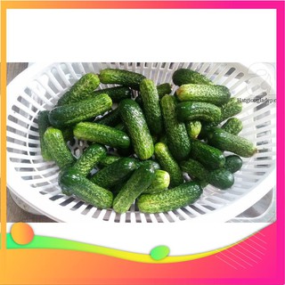 Hạt Giống Dưa Chuột Bao Tử - 10 Hạt VIETGAR