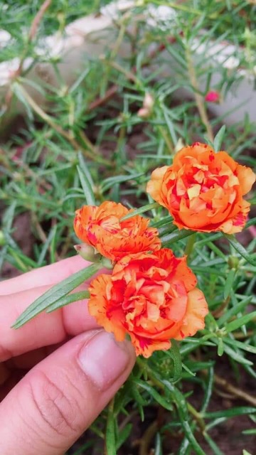 Cành hoa 10h màu mới và sam kép