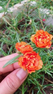10 Cành hoa 10h màu mới và sam kép