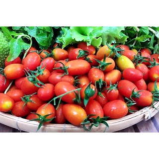 Hạt giống cà chua bi Phú Nông (PN130663) - 0.1g