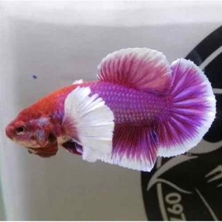Cá betta dumbo lavende 30k/con