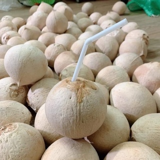 Dừa Xiêm Bến Tre