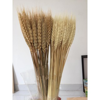 10 CÀNH LÚA MẠCH KHÔ TRANG TRÍ