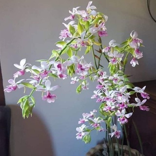 1 củ địa lan bầu riệu (túy lan)