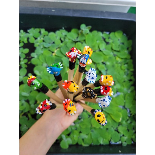 CÂY KÈ CÁ BETTA