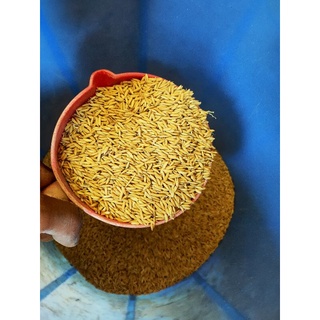 Lúa cho chim, gà, vịt, ngan ăn