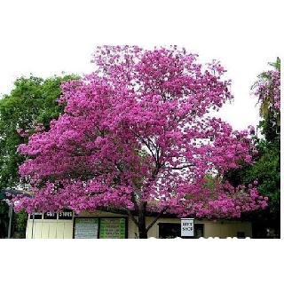CÂY HOA PHONG LINH TÍM GIỐNG( CHUỒNG VÀNG NÚI)