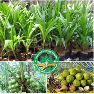 Cây Dừa xiêm lùn (Giống mới)