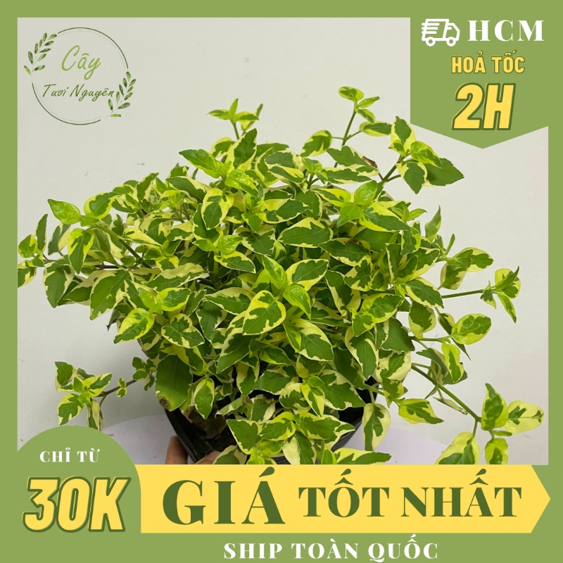 CÂY NGỌ.C BÍCH CẨM THẠCH ,(cao 15cm), cây cảnh trồng sân vườn, trang trí lối đi, dễ trồng GIÁ RẺ, Cây Tươi Nguyên