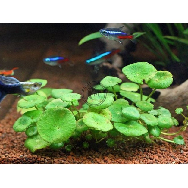 Cây thủy sinh Sen Dù trang trí hồ cá
