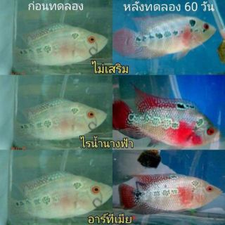 Cám kích đỏ 0.5kg