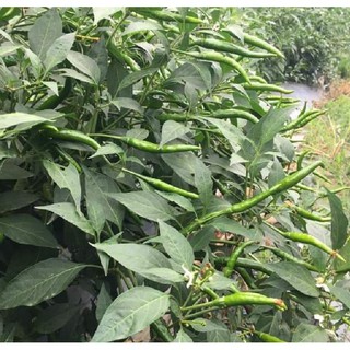 Hạt giống Ớt chỉ thiên (rất cay) – 30Hạt