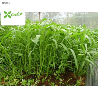Giống rau muống (100g)