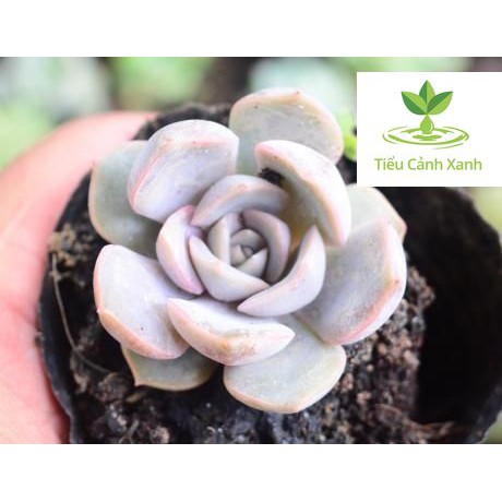 Sen đá hồng phấn - Sen đá số 3