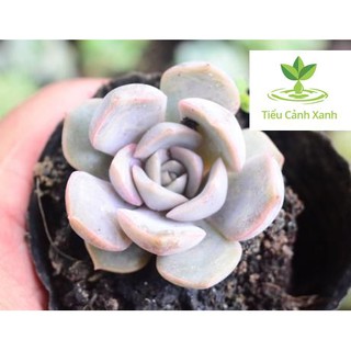 Sen đá hồng phấn - Sen đá số 3