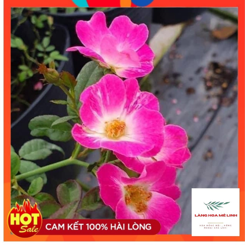 Hoa hồng Ngoại SANJIT ROSE [SIÊU HOT] - CÂY SUM XÊ NHIỀU NỤ