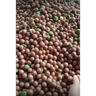 HẠT MACCA DAKLAK loại1