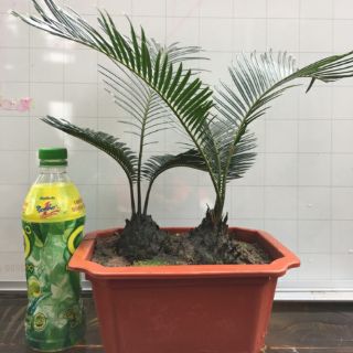 Cây vạn tuế, cây thiên tuế