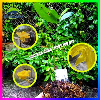 Cây Mai Cành Vàng Lá Ngọc Mini