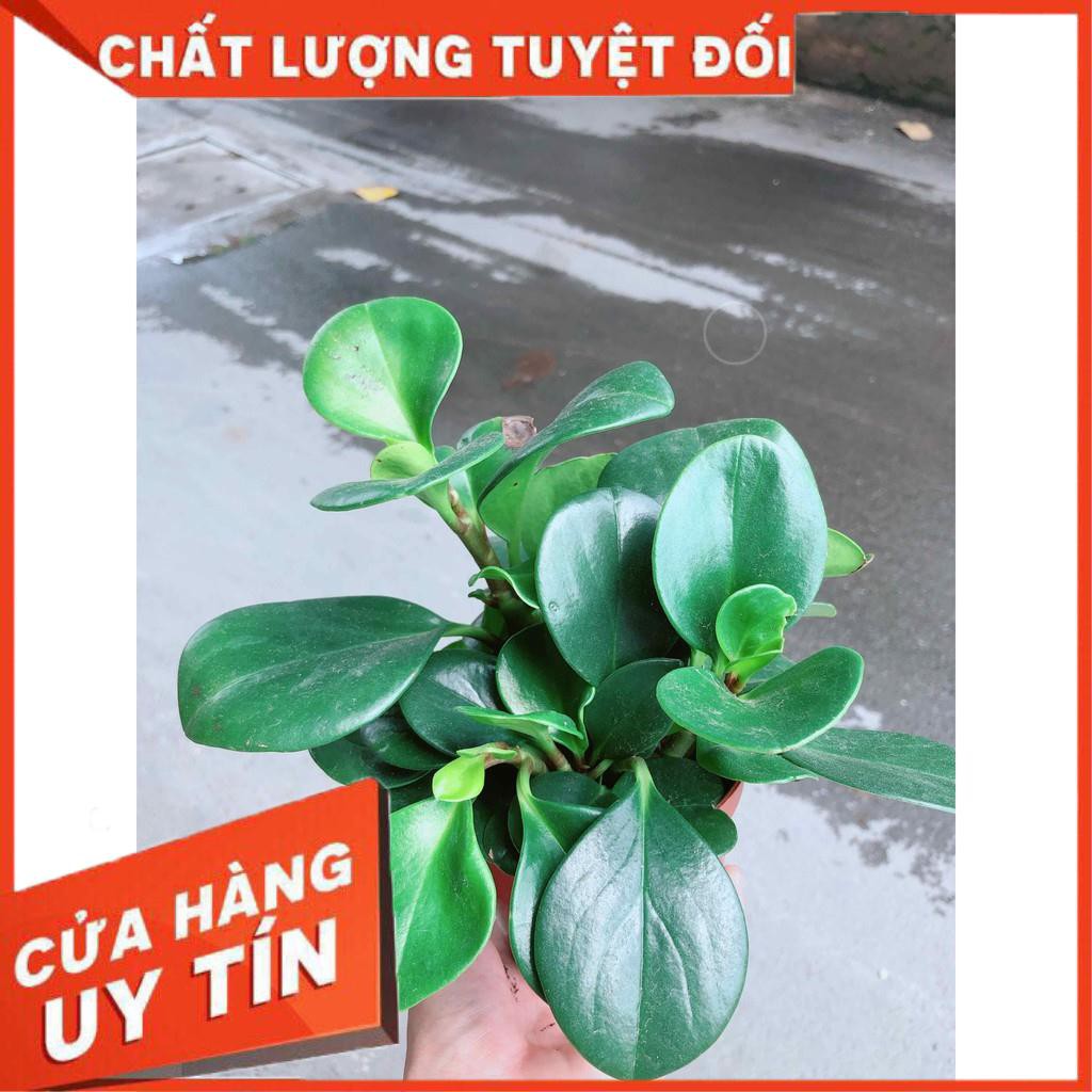 Cây trường sinh kèm chậu sứ Nhiều Người Mua