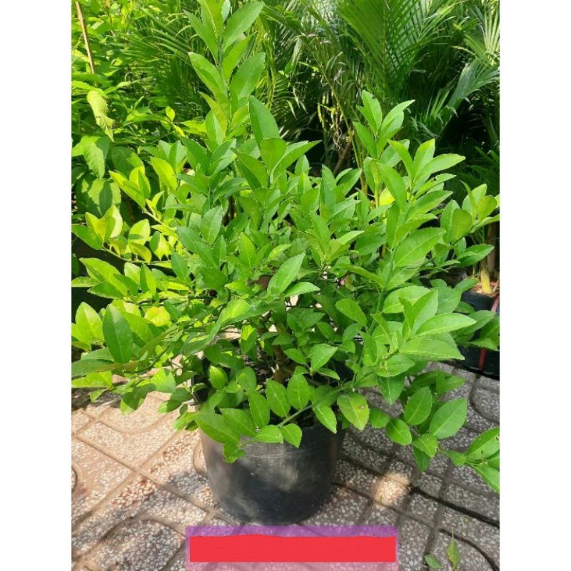Cây Chanh Bắc cao 60cm