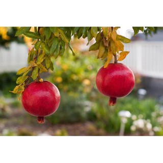 CÂY GIỐNG LỰU ĐỎ LÙN ẤN ĐỘ