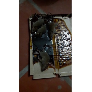 Keo dính; bay chuột, keo nhu việt nam, siêu dính, nhạy nhử chuột