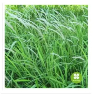 Bạch Mao Căn (rễ cỏ tranh) khô 1kg - NDX164