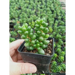 SEN ĐÁ TRỨNG RÙA BÉ