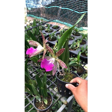 Lan Brass Báo đốm trưởng thành sắp hoa