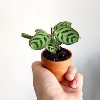Cây đuôi công xanh mini