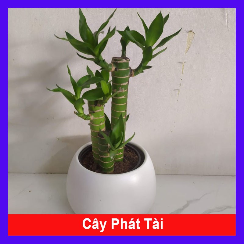 Cây Phát Tài Chậu Sứ Tròn - Cây cảnh để bàn văn phòng