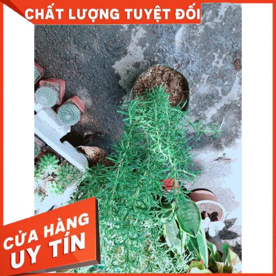 Hương Thảo Nhiều Người Mua