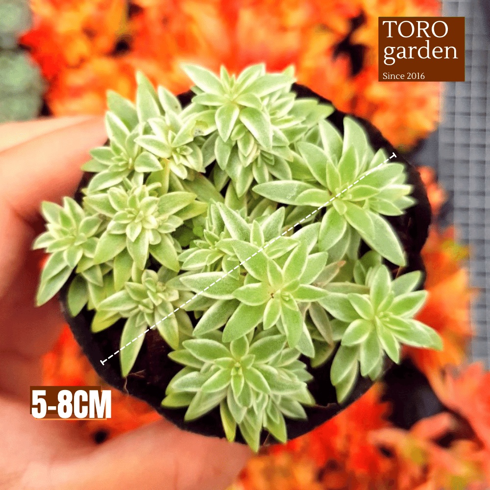 Cỏ trắng Đà Lạt size bé cây cảnh trang trí nhà cửa Toro garden