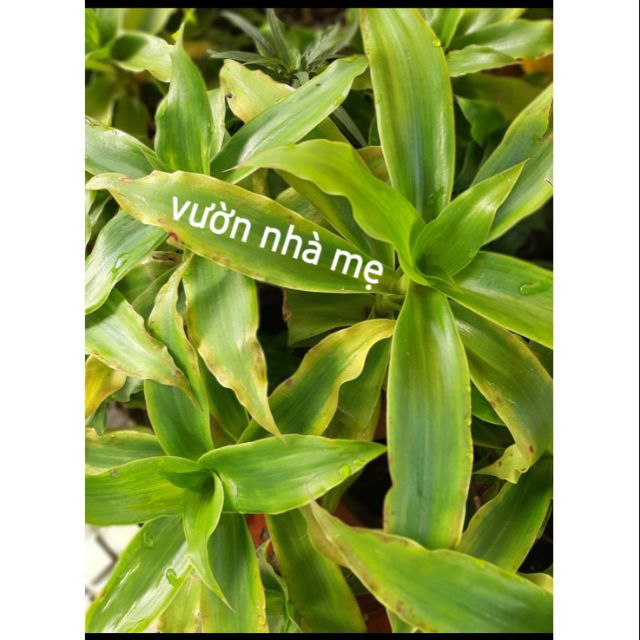 Cây lược vàng