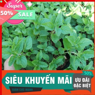 [CHUYÊN SỈ] Oregano kinh giới cay