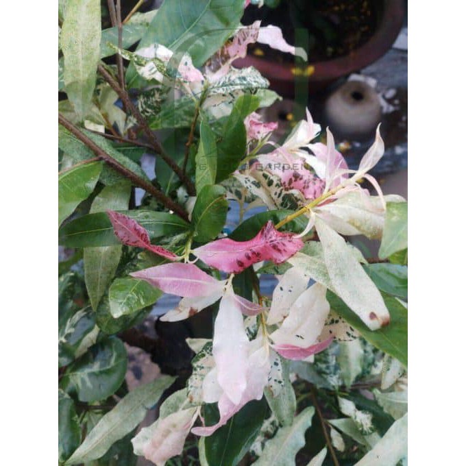 Mai Trắng Đọt Hồng