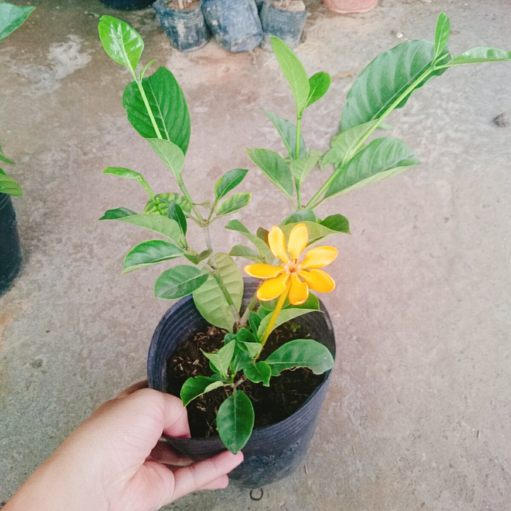 Cây Lài Hoàng Đế