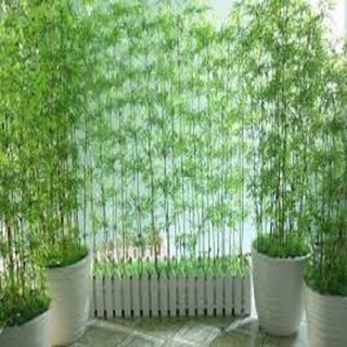 Bụi cây trúc quân tử (5 thân)