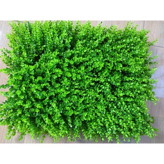 Thảm Cỏ Tai Chuột nhân tạo 40x60 - Trang trí tường