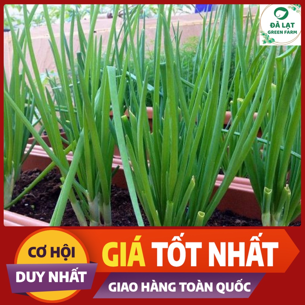 HẠT GIỐNG HÀNH LÁ CHUẨN FARM_1GR (CHẤT LƯỢNG CHUẨN F1)