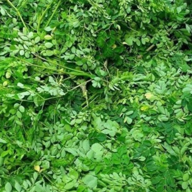 Bột chùm ngây đồ ăn dặm cho bé, bồi bổ cơ thể