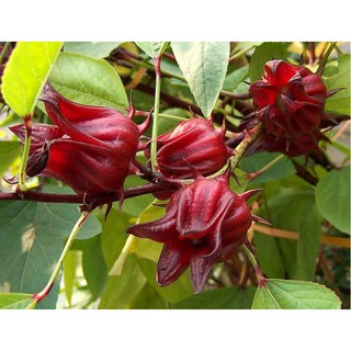 Hạt giống hoa Atiso đỏ