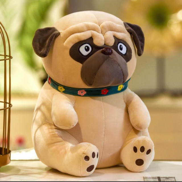 CHÓ PUG 🦴🦴🦴